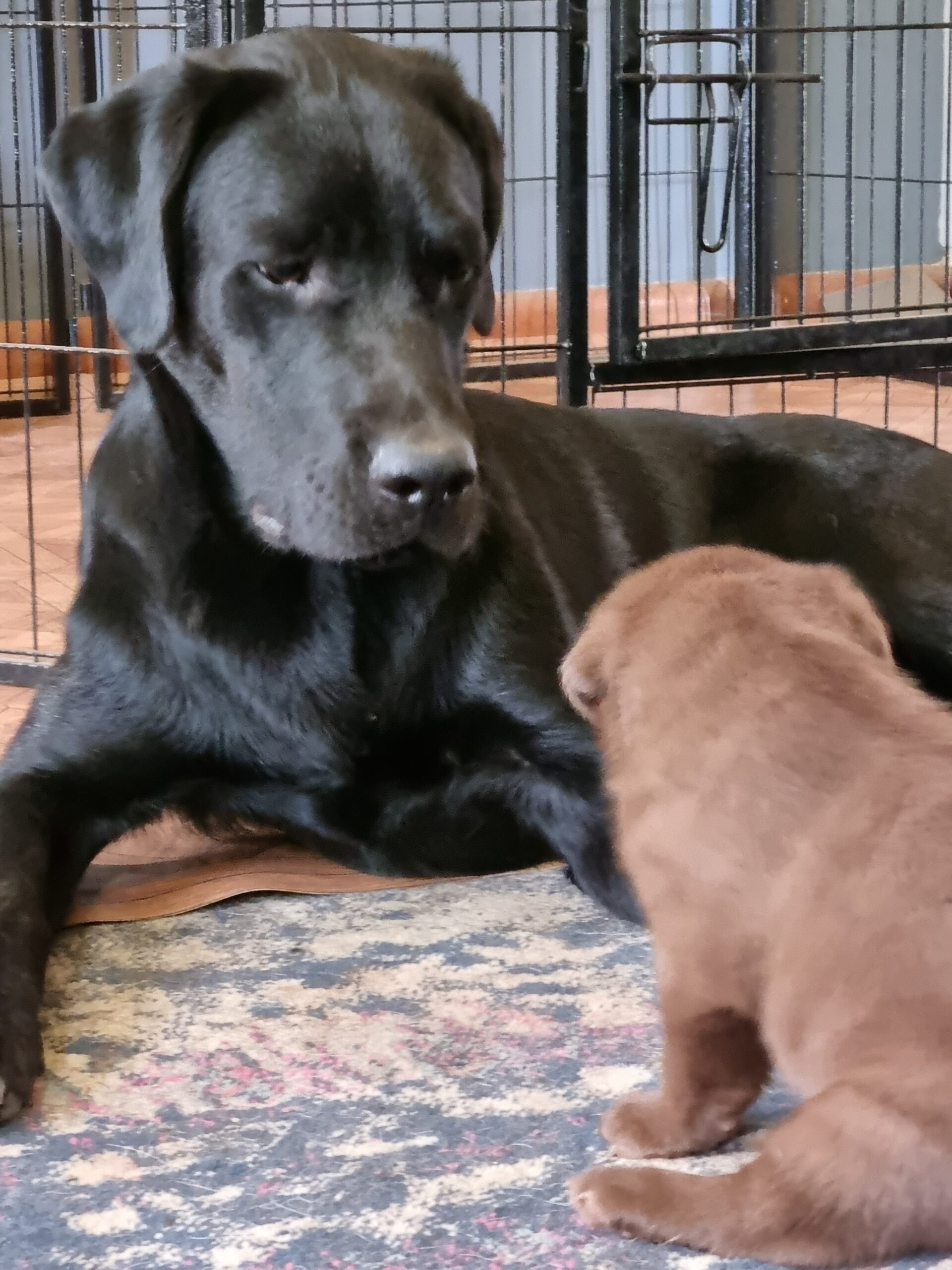 Breeder of Labrador Retrievers in NSW