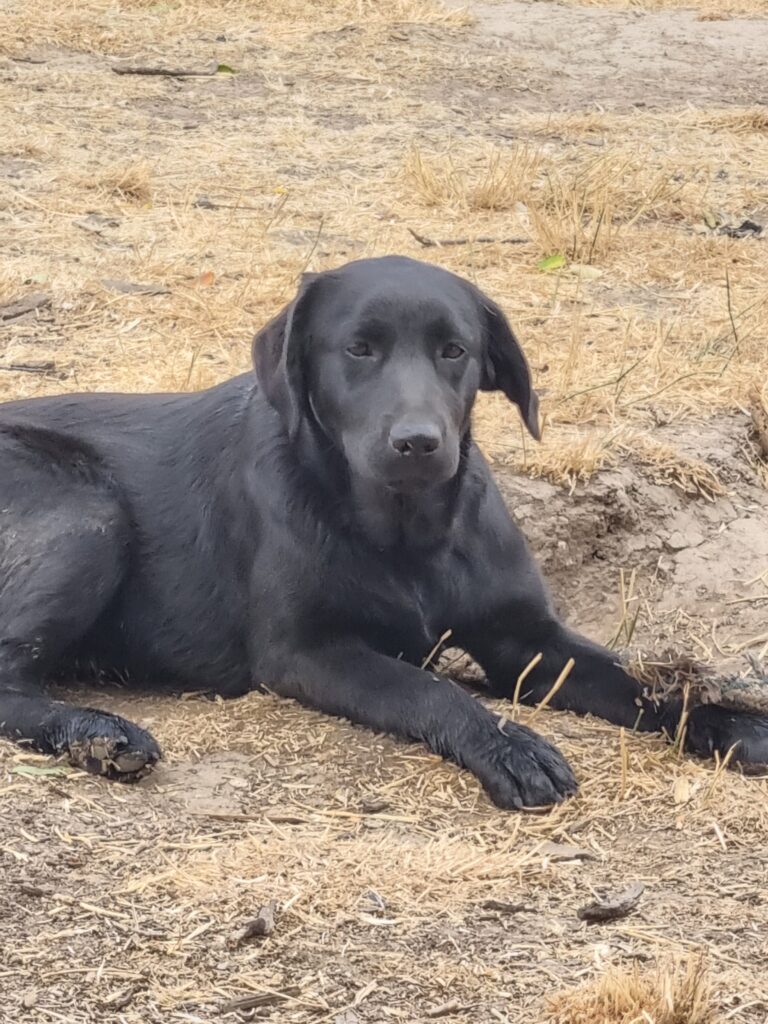 Assistance Dog Training