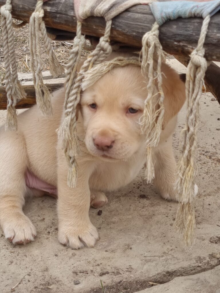 Yellow Labrador Puppy