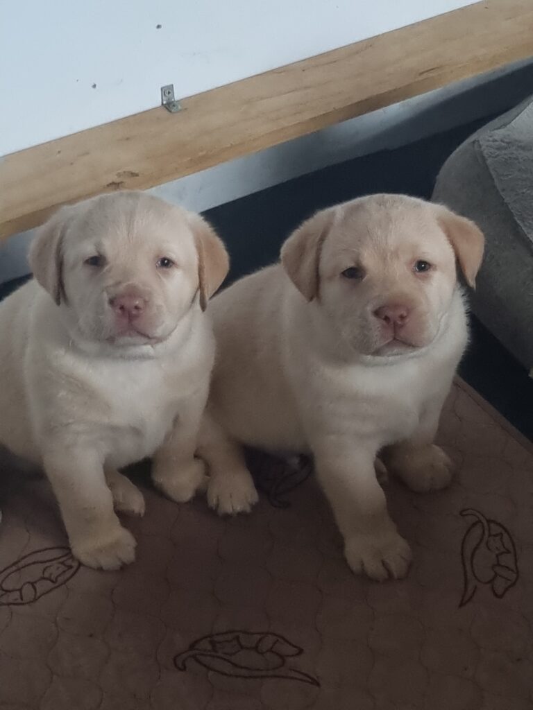 Yellow Lab Puppy